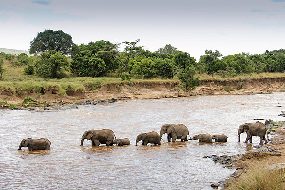 "Elephants Crossing River"