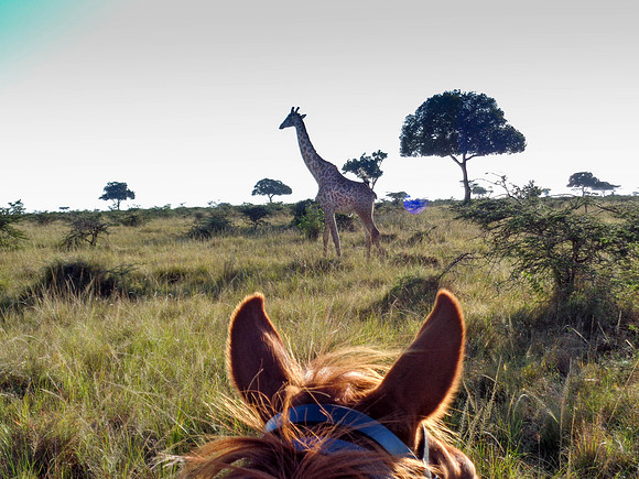 "Giraffe from Horseback"