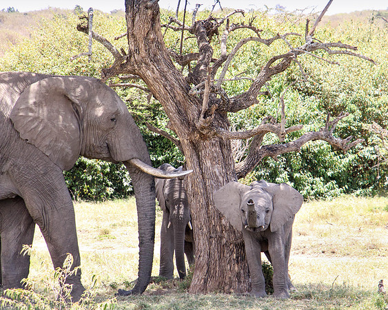 "Elephant Baby"