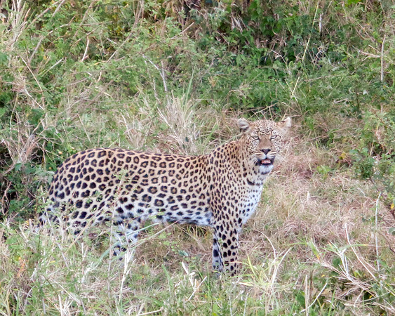 "Leopard"