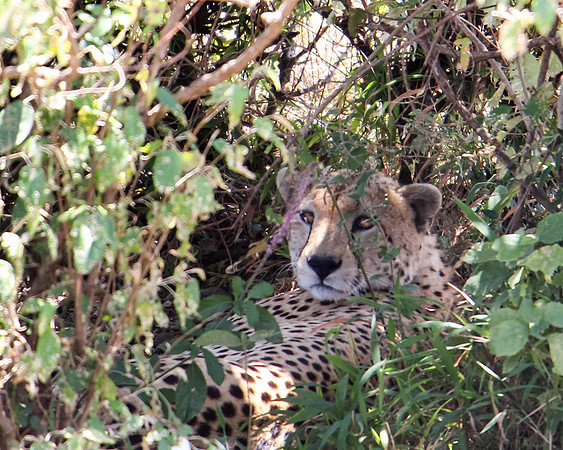 "Cheetah"