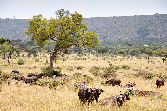 "African Savanna"