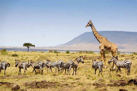 "Zebras and Giraffe"