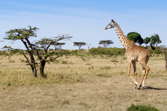 "Running Giraffe"